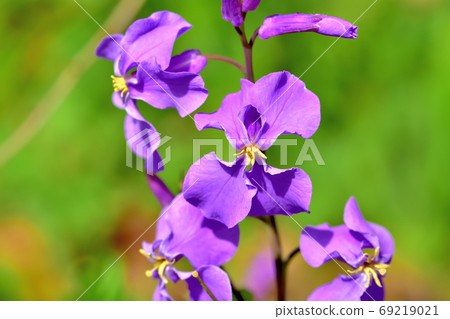 Flowers and weeds radish that bloom in spring 69219021