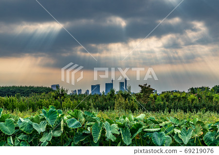 Minuma稻田，陽光照照從雲層照 69219076