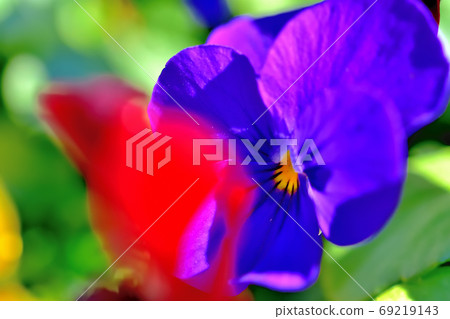Flowers blooming in spring, viola 69219143