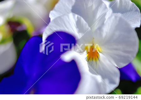 Flowers blooming in spring, viola 69219144