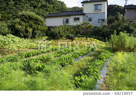 Home garden Backlit field Hobby vegetable making Summer day Home garden Backlit field Hobby vegetable making Summer day 69219957