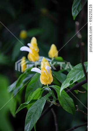 Pakistakis Lutea Pakistakis Lutea 69220216