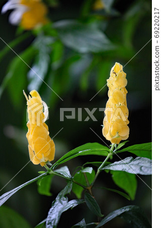 Pakistakis Lutea Pakistakis Lutea 69220217