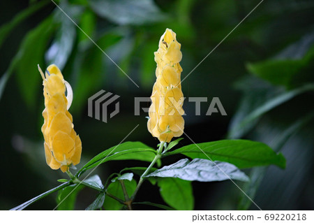 Pakistakis Lutea Pakistakis Lutea 69220218