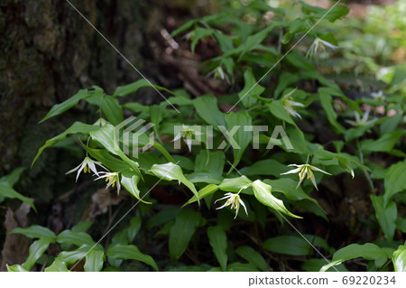 Aegari 69220234