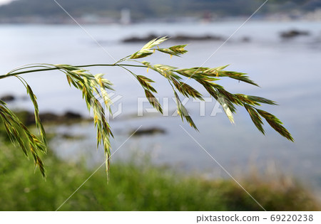 Lepidoptera Oat 69220238