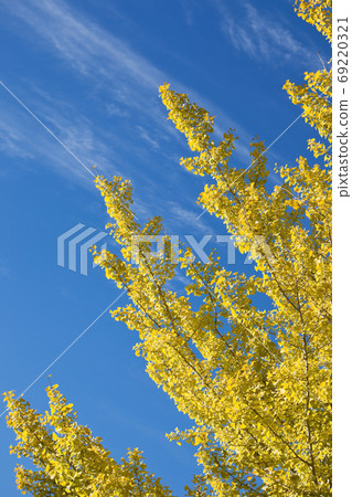 銀杏葉在秋天開始變黃和藍天 69220321