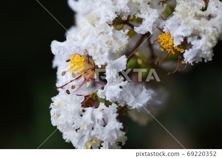紫薇花特寫圖像 紫薇花特寫圖像 69220352