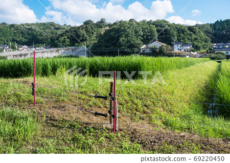Electric fence for boar protection Shimane Matsue, pest control in rural summer Electric fence for boar protection Shimane Matsue, pest control in rural summer 69220450