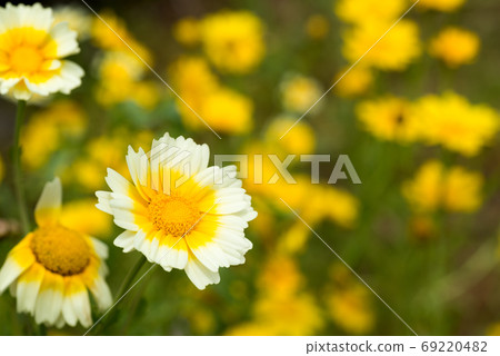 在白色的封面的黃色春天菊花花 在白色的封面的黃色春天菊花花 69220482