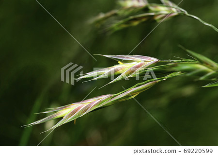 Lepidoptera Oat Lepidoptera Oat 69220599