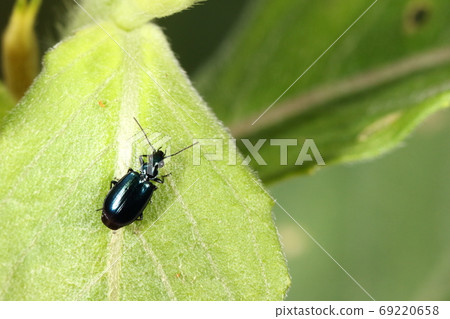 Creature Insect Coryria chinensis, size 4-5 mm. Beautiful deep blue with luster Creature Insect Coryria chinensis, size 4-5 mm. Beautiful deep blue with luster 69220658