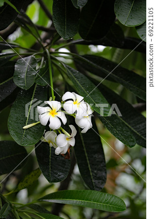 Plumeria 69221105