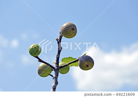 圖（沒有水果） 69221609