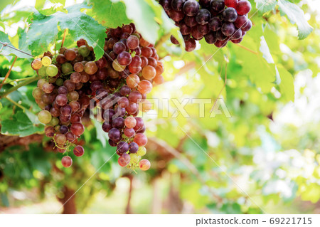 Red grapes on tree with sky. 69221715