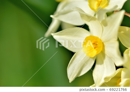 Flower, narcissus, blooming in spring Flower, narcissus, blooming in spring 69221766