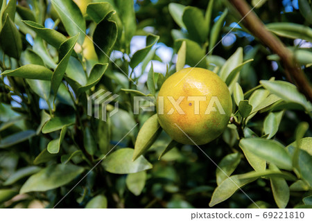 Orange with leaves background. Orange with leaves background. 69221810