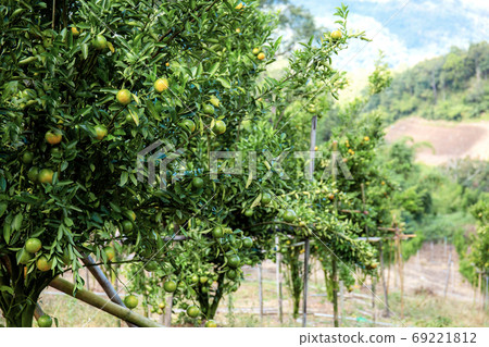 Orange tree in farm. Orange tree in farm. 69221812