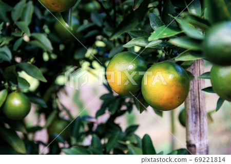 Orange on tree. Orange on tree. 69221814