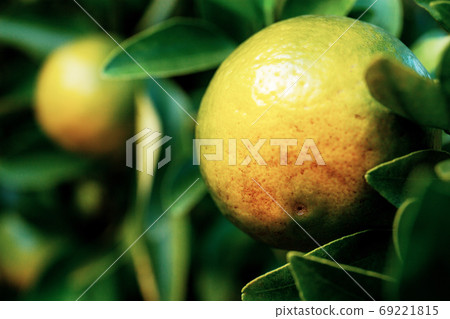 Orange on tree with green background. Orange on tree with green background. 69221815
