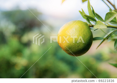 Orange on tree with natural background. 69221816