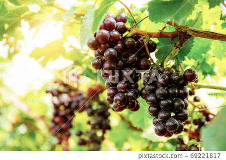 Grapes in vineyard. Grapes in vineyard. 69221817