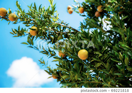 Orange on tree at sky. Orange on tree at sky. 69221818