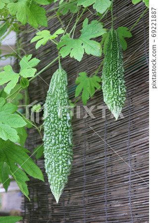 Bitter gourd Bitter gourd 69221887