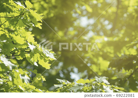 Oak green brunches in bright sunshine background toned Oak green brunches in bright sunshine background toned 69222081