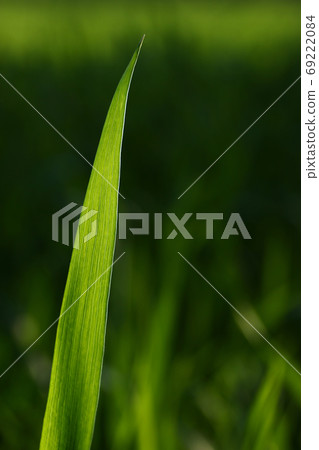 Green spring grass stem on blured background vertical Green spring grass stem on blured background vertical 69222084
