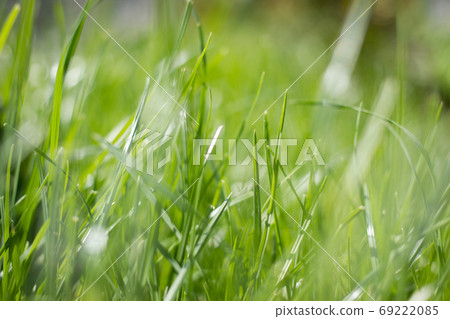 Natural Green Grass Background with summer sun highlights bokeh 69222085