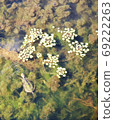 Turtle over the pond 69222263