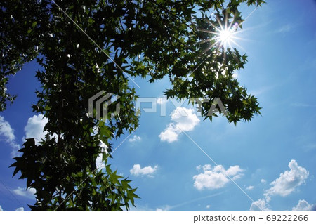 Kaede silhouette and sunshine Kaede silhouette and sunshine 69222266