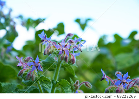 波爾吉花 波爾吉花 69222269