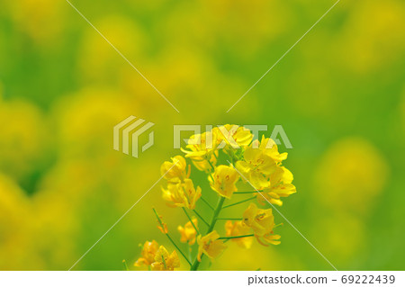 春天開花的花,Nanohana 春天開花的花,Nanohana 69222439