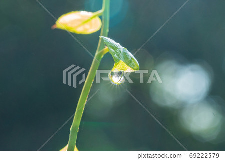 燈光，水滴，室外 69222579