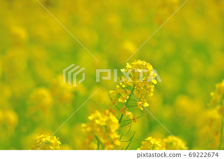 Flowers that bloom in spring, Nanohana 69222674