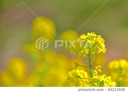 春天開花的花,Nanohana 春天開花的花,Nanohana 69222698