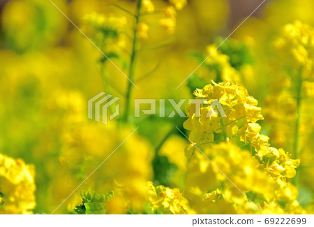 春天開花的花,Nanohana 春天開花的花,Nanohana 69222699
