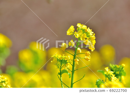 春天開花的花，Nanohana 69222700