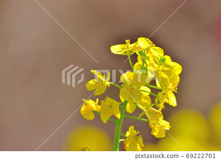春天開花的花,Nanohana 春天開花的花,Nanohana 69222701