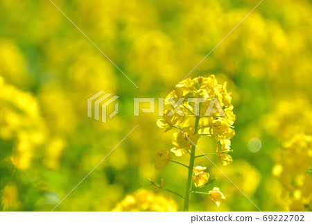 春天開花的花,Nanohana 春天開花的花,Nanohana 69222702