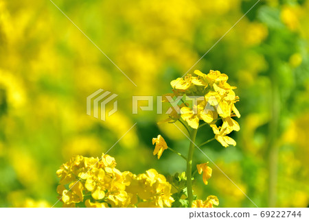春天開花的花,Nanohana 春天開花的花,Nanohana 69222744