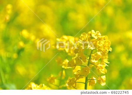 春天開花的花,Nanohana 春天開花的花,Nanohana 69222745