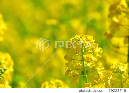 春天開花的花,Nanohana 春天開花的花,Nanohana 69222746