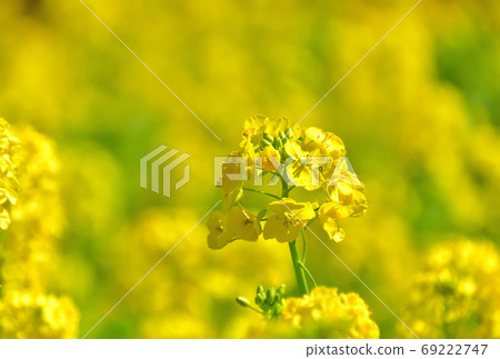 春天開花的花,Nanohana 春天開花的花,Nanohana 69222747