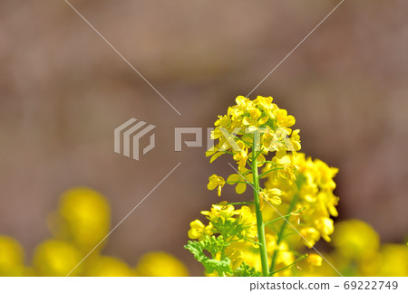 春天開花的花，Nanohana 69222749
