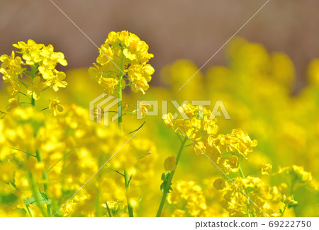 春天開花的花,Nanohana 春天開花的花,Nanohana 69222750