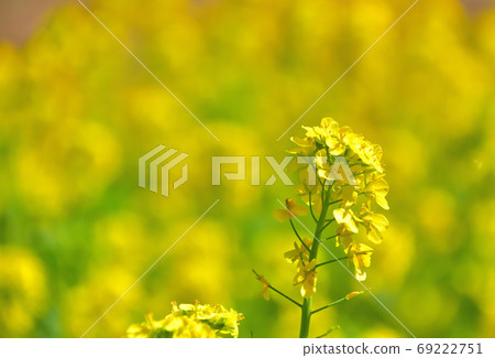 春天開花的花,Nanohana 春天開花的花,Nanohana 69222751