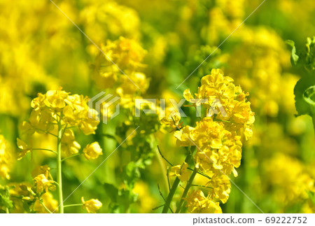 春天開花的花,Nanohana 春天開花的花,Nanohana 69222752